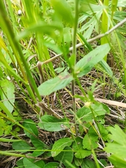 Veronica porphyriana