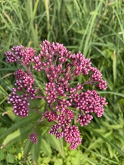 Eutrochium maculatum