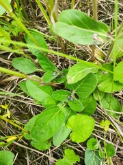 Veronica porphyriana