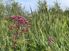 Eutrochium maculatum