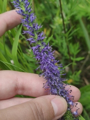 Veronica porphyriana