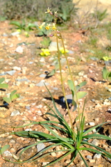 Tulbaghia dregeana