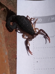 Centruroides margaritatus