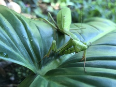 Stagmomantis theophila