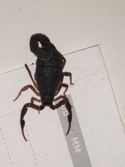 Centruroides margaritatus