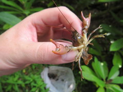 Cambarus longirostris