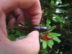 Cambarus longirostris