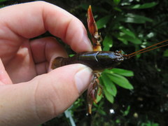 Cambarus longirostris