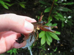 Cambarus longirostris