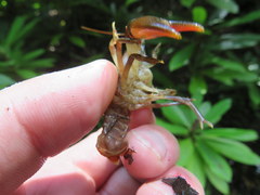 Cambarus longirostris