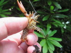 Cambarus longirostris