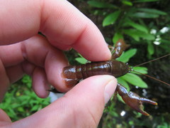 Cambarus longirostris