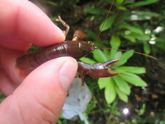 Cambarus longirostris