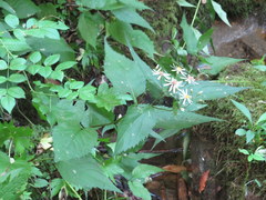 Eurybia chlorolepis