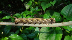 Acherontia
