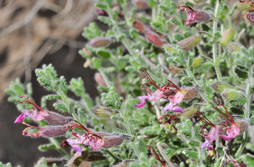 Teucrium intricatum