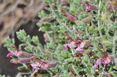 Teucrium intricatum