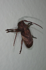 Pterolophia annulata