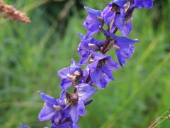 Delphinium elatum
