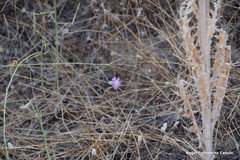 Mantisalca salmantica