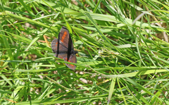 Erebia pharte