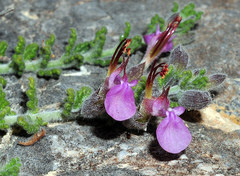 Teucrium intricatum