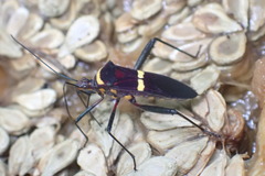 Phthia lunata