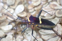 Phthia lunata