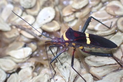 Phthia lunata