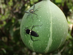Phthia lunata