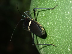 Phthia lunata