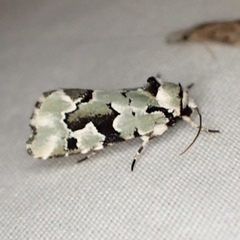 Emarginea percara
