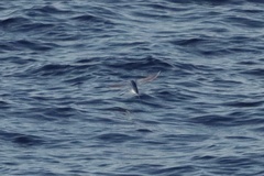 Cheilopogon