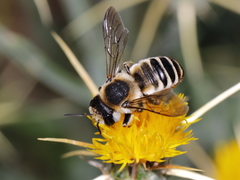 Megachile albisecta