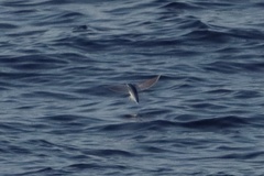 Cheilopogon