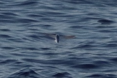 Cheilopogon