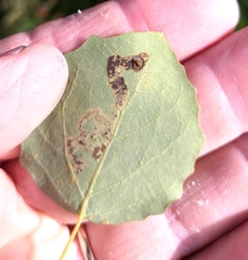 Aulagromyza tremulae