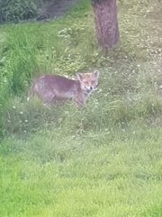 Vulpes vulpes vulpes