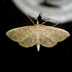 Anania leuschneri