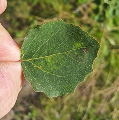 Aulagromyza tremulae