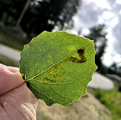 Aulagromyza tremulae