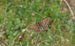Euphydryas aurinia debilis