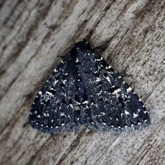 Metalectra tantillus