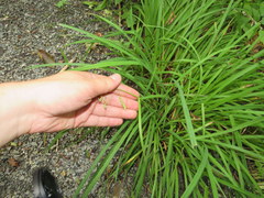 Carex prasina