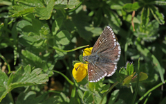 Pyrgus cacaliae