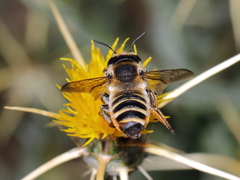 Megachile albisecta