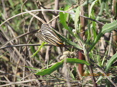 Ctenucha vittigera