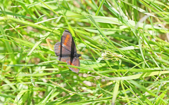 Erebia pharte