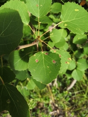 Aceria varia