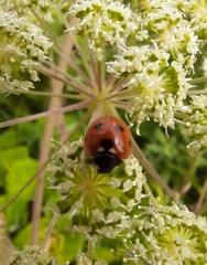 Coccinella septempunctata